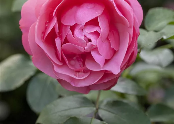 Beetrosen  Beetrosen