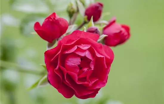 Bodendeckerrosen  Bodendeckerrosen