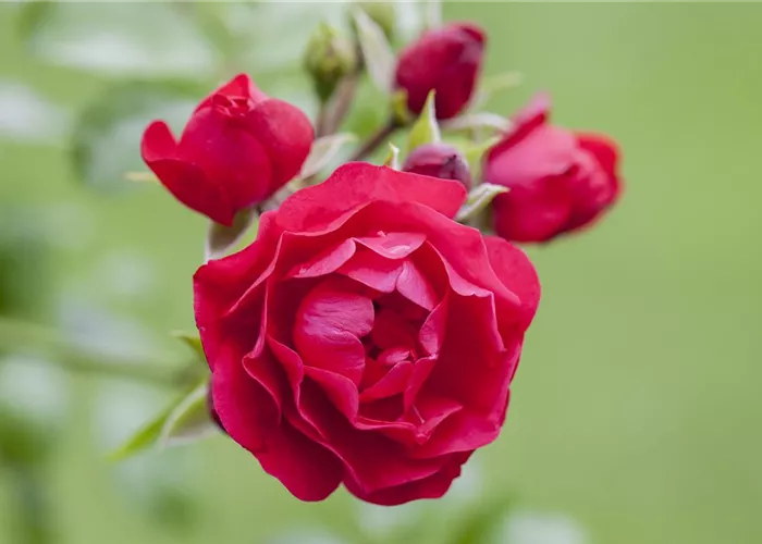 Bodendeckerrosen  Bodendeckerrosen