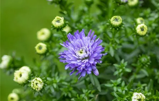 Aster dumosus 'Blue Lapis' Aster dumosus 'Blue Lapis'