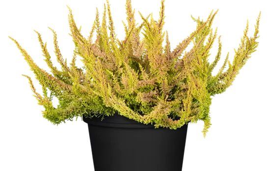 Calluna vulgaris Beauty Lady Seastar Calluna vulgaris Beauty Lady Seastar