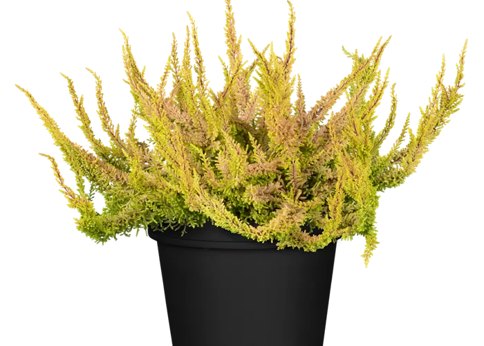 Calluna vulgaris Beauty Lady Seastar Calluna vulgaris Beauty Lady Seastar