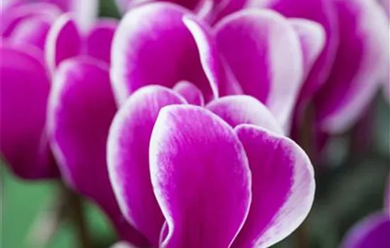 Cyclamen persicum Duftcyclamen Cyclamen persicum Duftcyclamen