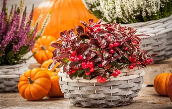 Gaultheria proc. Big Berry