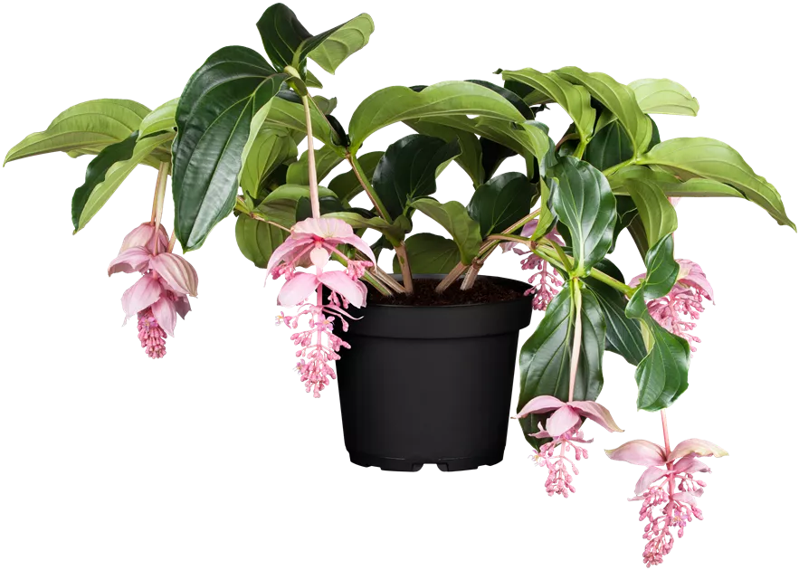 compo sana langzeitdnger COMPO BIO Rhododendron- und Hortensien Langzeit-Dnger mit Schafwolle  kaufen