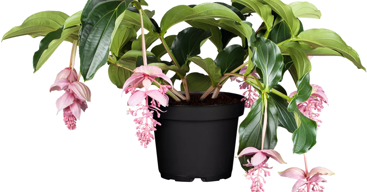 Medinilla luxe mix 2 etage 3/4 flower buds