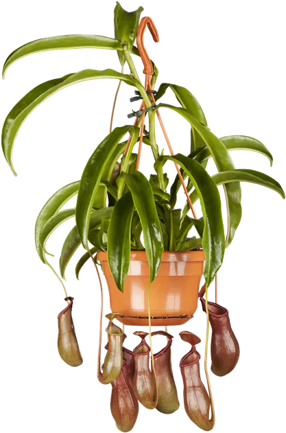 Nepenthes Hybriden Ampel