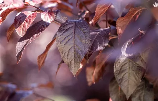 Prunus cerasifera 'Nigra' Stamm  Prunus cerasifera 'Nigra' Stamm
