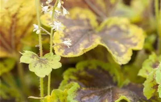Heucherella(x) tiarell.'Solar Eclipse'