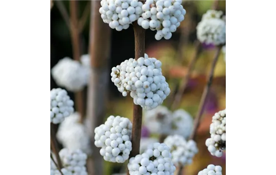 Callicarpa bod. 'Magical Snowstar' Callicarpa bod. 'Magical Snowstar'