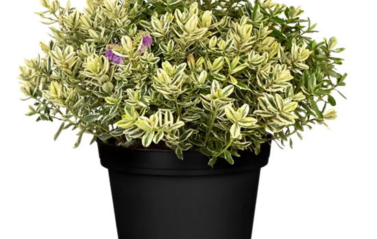 Hebe andersonii Twin Hebe andersonii Twin