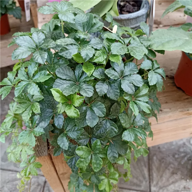 zimmerpflanze mit roten stielen Cyanotis somaliensis