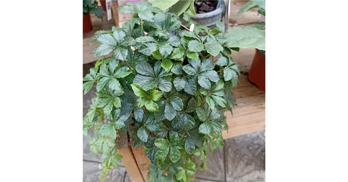 Parthenocissus striata