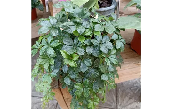 Parthenocissus striata 