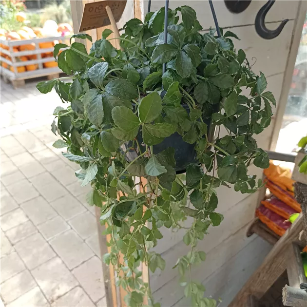 Parthenocissus striata Ampel