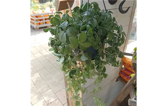 Parthenocissus striata Ampel