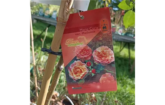 Rosa 'Marie Curie' Stamm  Rosa 'Marie Curie' Stamm