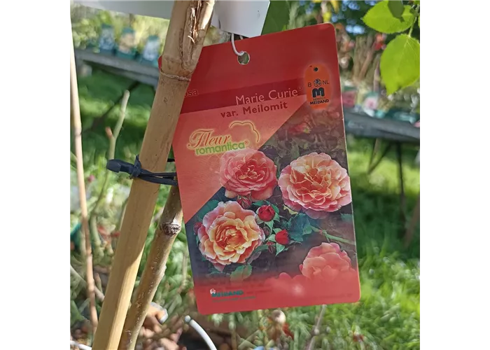 Rosa 'Marie Curie' Stamm  Rosa 'Marie Curie' Stamm