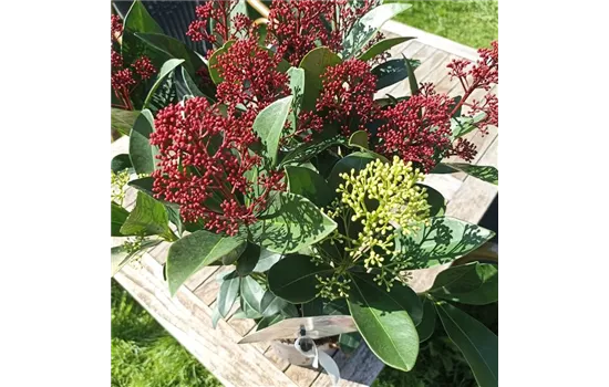 Skimmia japonica Finchy Fantasy