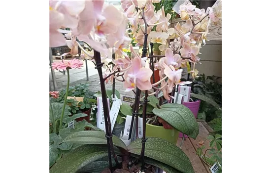 Phala Aromio mix 2 Trieber