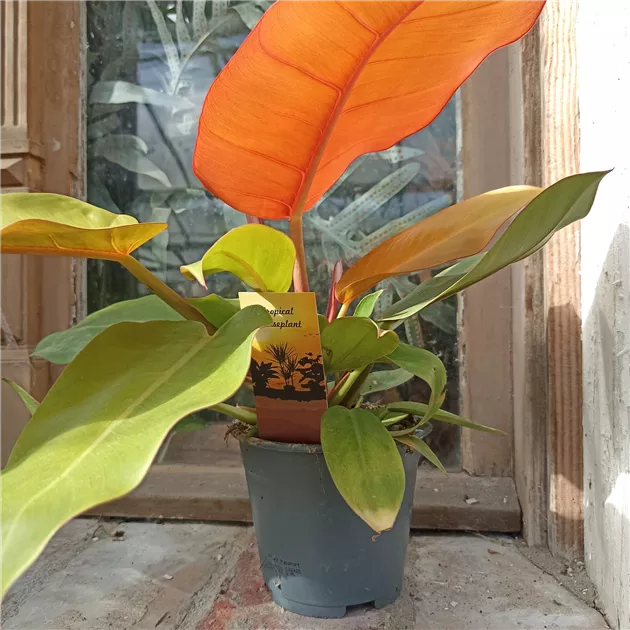 Philodendron prince of orange