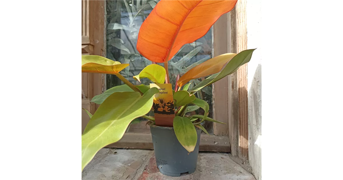 philodendron white princess tricolor kaufen Philodendron White Princess Pink 'Tricolor' Variegata