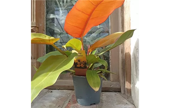 Philodendron prince of orange