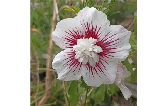 Hibiscus 'Three Sisters' Hibiscus 'Three Sisters'
