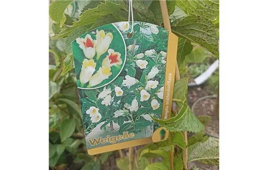 Weigela middendorffiana