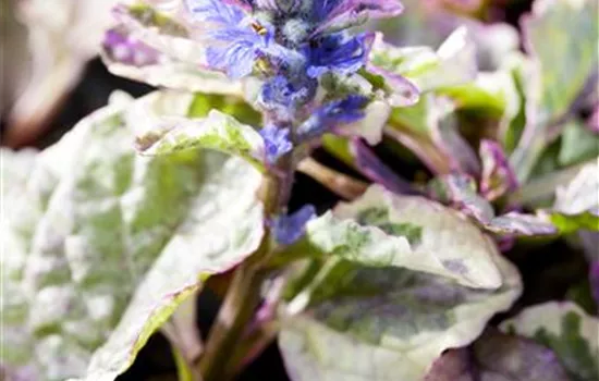 Ajuga reptans Burgundy Glow Ajuga reptans Burgundy Glow