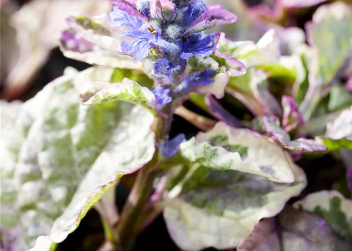 Ajuga reptans Burgundy Glow Ajuga reptans Burgundy Glow
