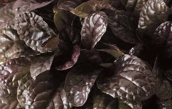 Ajuga reptans Elmblut Ajuga reptans Elmblut