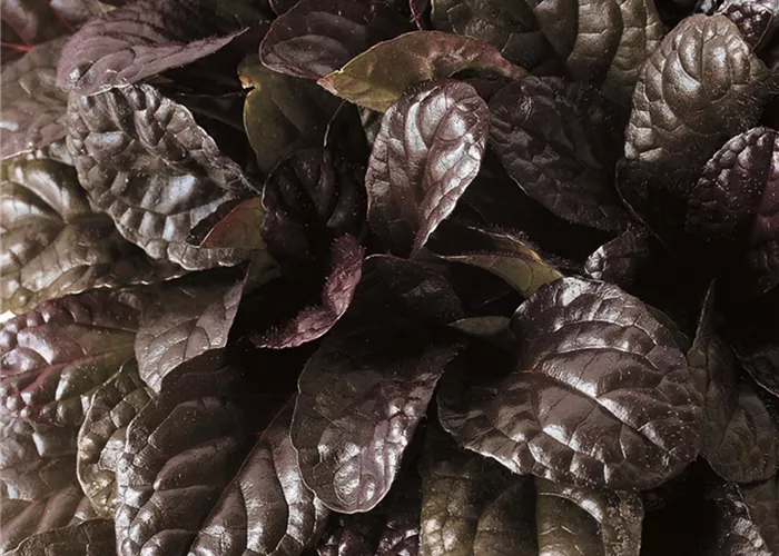 Ajuga reptans Elmblut Ajuga reptans Elmblut