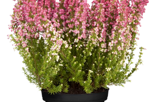 Erica gracilis Erica gracilis