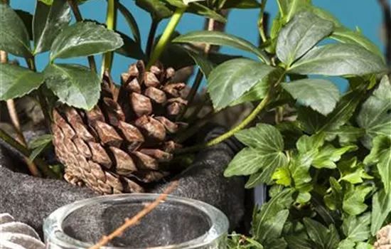 Helleborus niger Advent Star