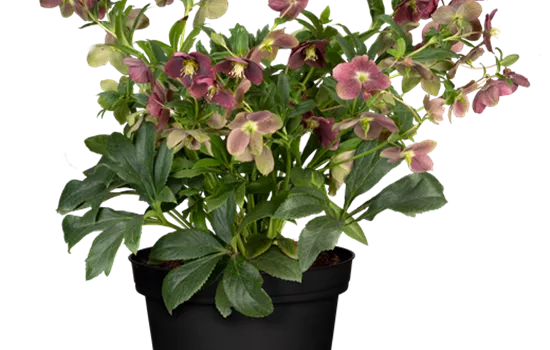 Helleborus orientalis Double Ellen Red
