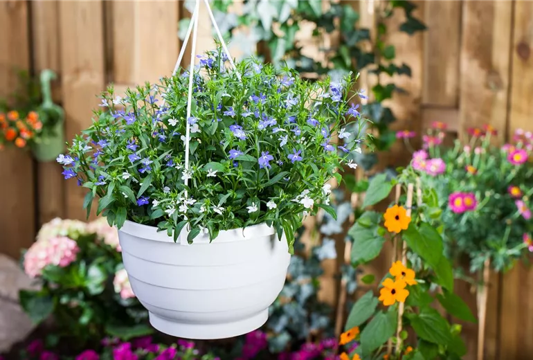 Lobelia erinus pendula