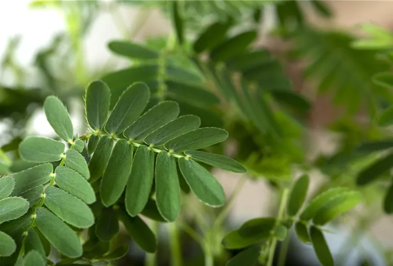 Mimosa pudica Mimosa pudica