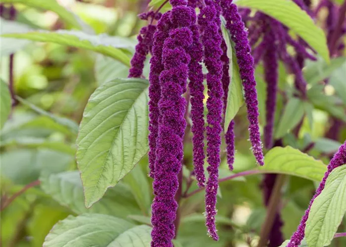 Amaranthus,Fuchsschwanz,rotblättrig Amaranthus,Fuchsschwanz,rotblättrig