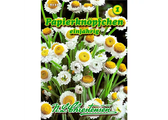 Ammobium Papierknöpfchen Ammobium Papierknöpfchen
