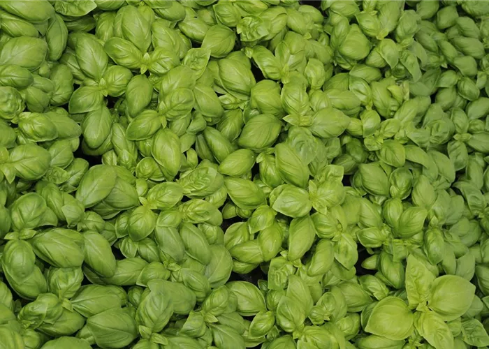 Basilikum Lemon Basilikum Lemon