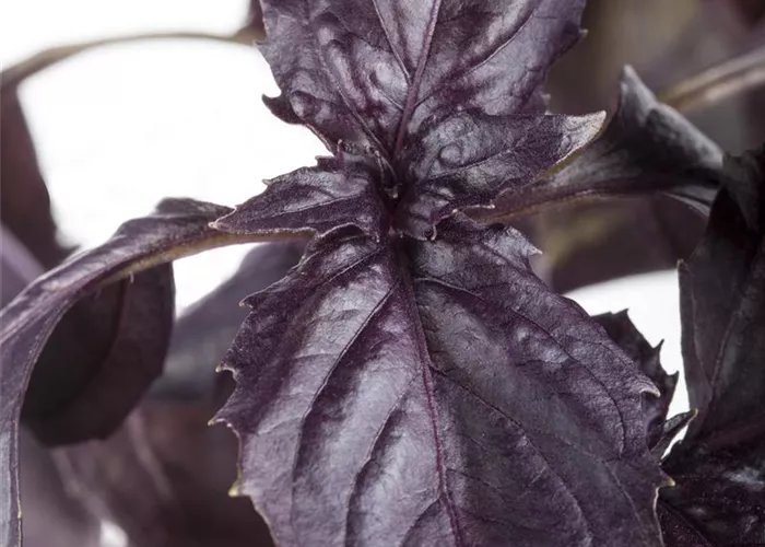 Basilikum Opal, rotlaubig Basilikum Opal, rotlaubig