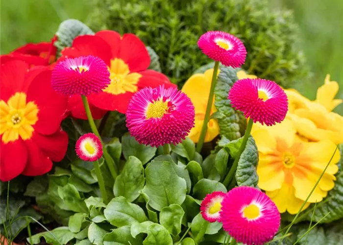 Bellis Pomponette Mg. Bellis Pomponette Mg.