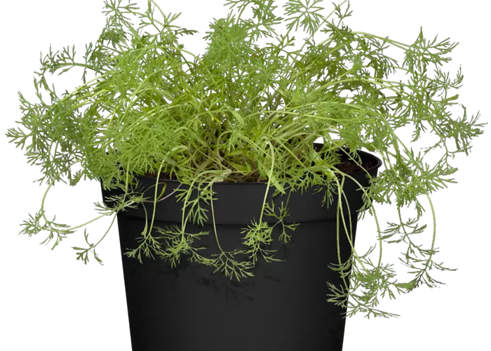 Blattdill Tetra Blattdill Tetra