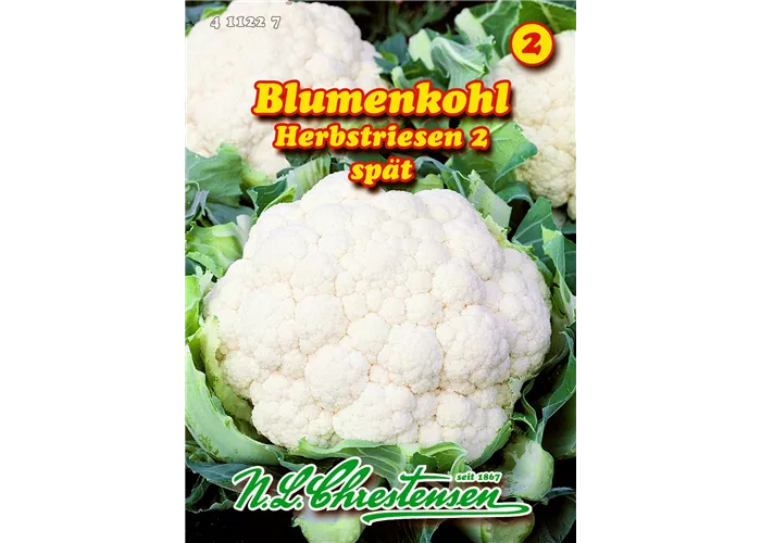 Blumenkohl Herbstriesen 2 Blumenkohl Herbstriesen 2