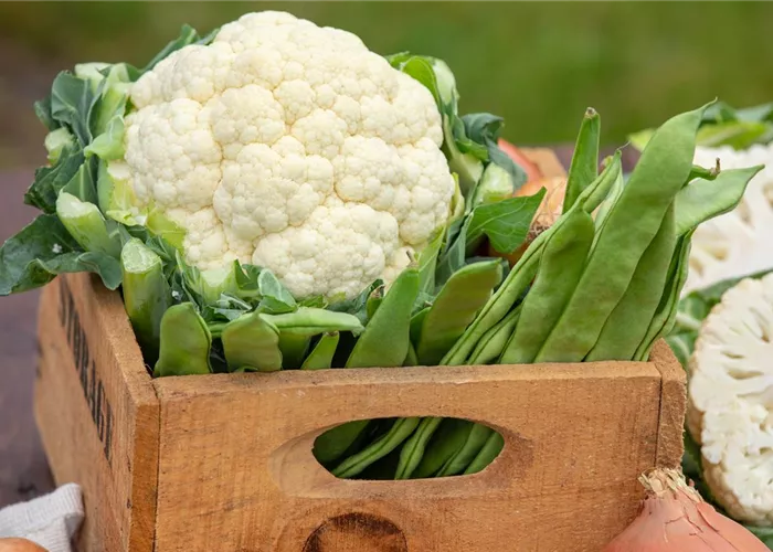 Blumenkohl Walcheren Winter 5 Blumenkohl Walcheren Winter 5