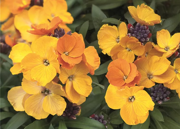 Erysimum RYSI Copper  Erysimum RYSI Copper