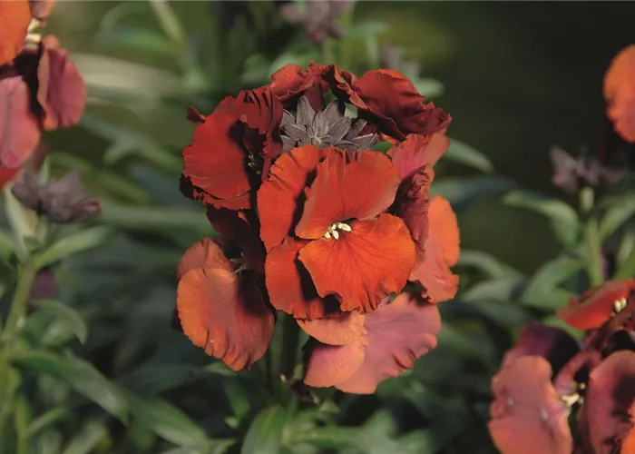 Erysimum RYSI Winter Passion  Erysimum RYSI Winter Passion