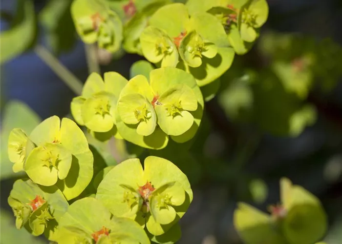 Euphorbia Xenia