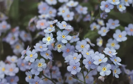 Myosotis Myomark Myosotis Myomark